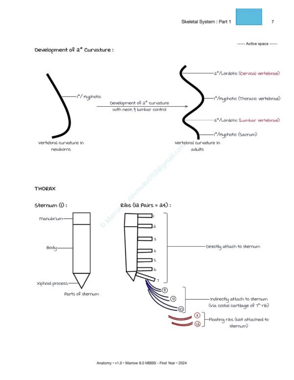 MARROW MBBS ANATOMY NOTES | MARROW MBBS ANATOMY NOTES - Image 10