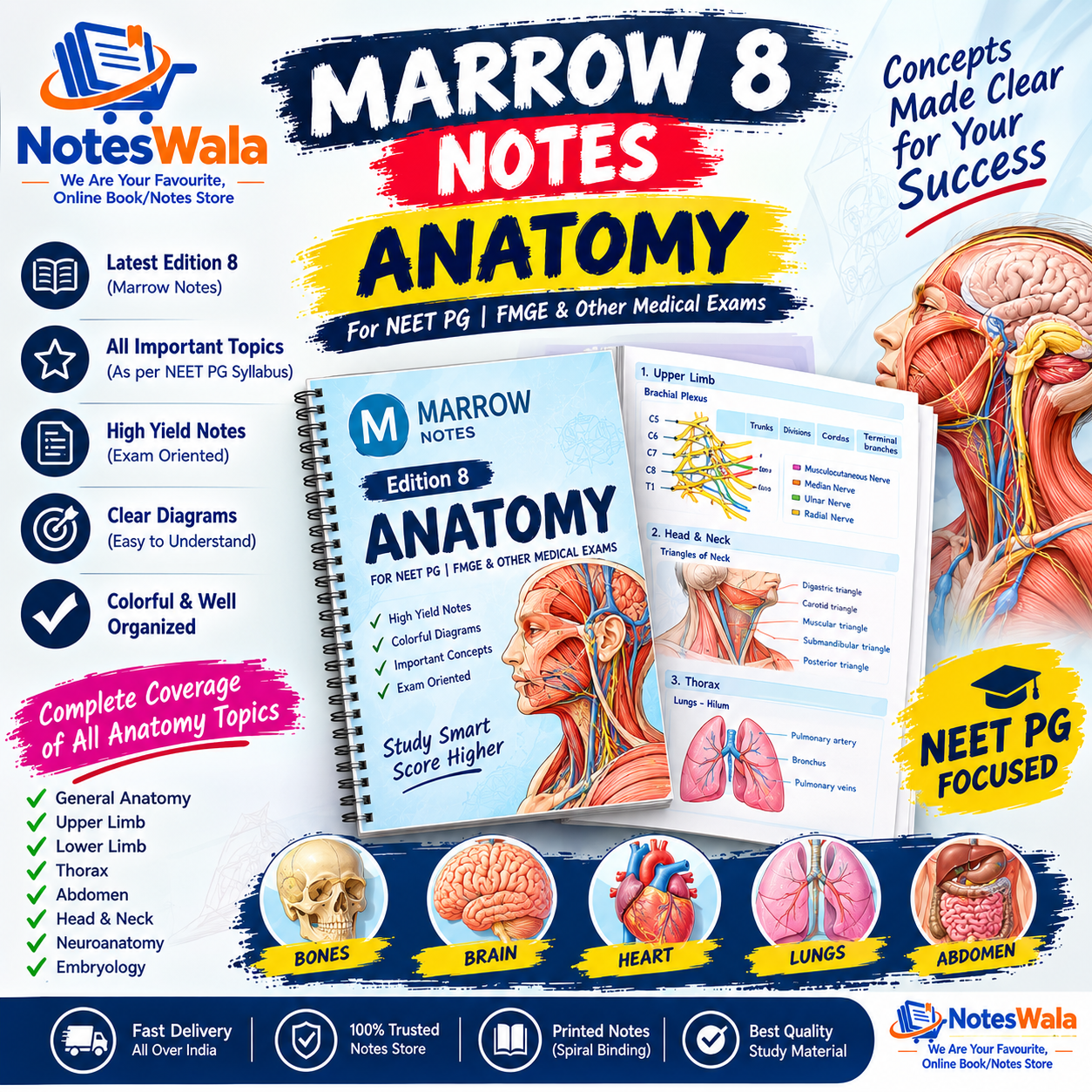 MARROW ANATOMY NOTES