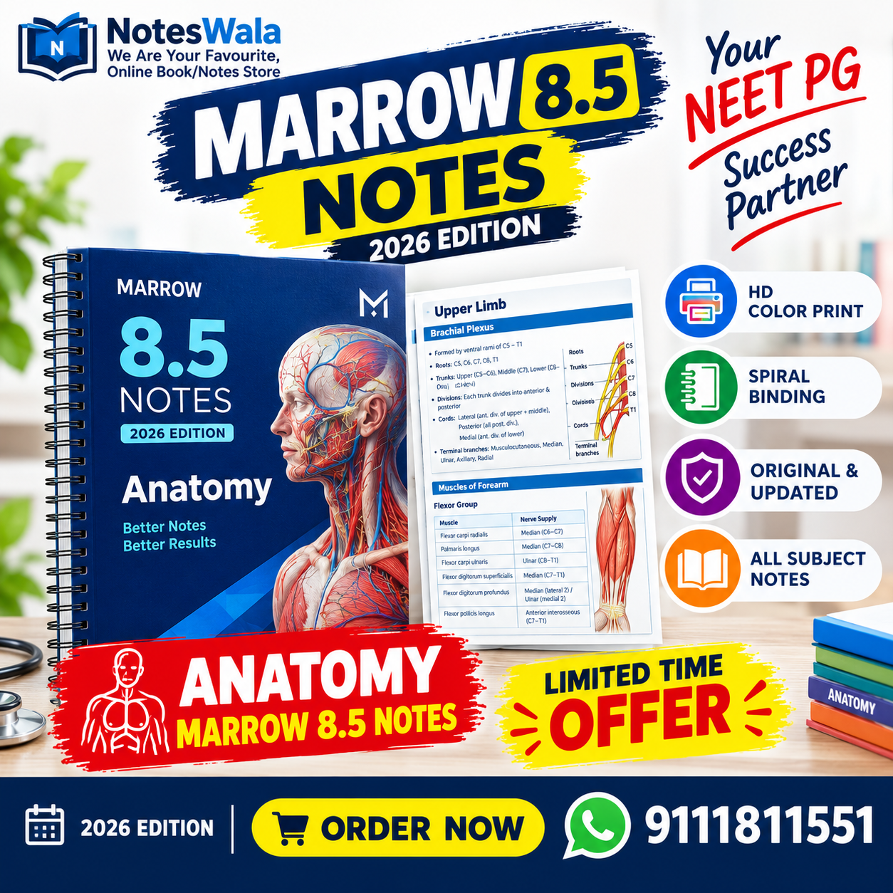 marrow 8.5 anatomy notes